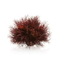 Морская лилия Aquatic алая (Aquatic sea lily crimson) Морская лилия Aquatic алая (Aquatic sea lily crimson)
