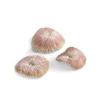 Набор пластиновых кораллов (Plate coral set) Набор пластиновых кораллов (Plate coral set)