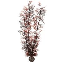 Малиновый морской веер очень высокий (Sea fan extra large crimson) Малиновый морской веер очень высокий (Sea fan extra large crimson)