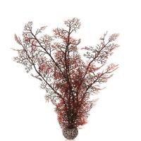 Малиновый морской веер высокий (Sea fan large crimson) Малиновый морской веер высокий (Sea fan large crimson)