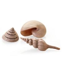 Набор морских ракушек бежевый (Sea shell set 3 natural) Набор морских ракушек бежевый (Sea shell set 3 natural)