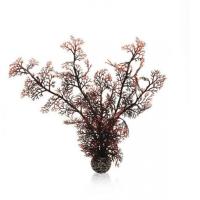 Малиновый морской веер средний (Sea fan medium crimson) Малиновый морской веер средний (Sea fan medium crimson)