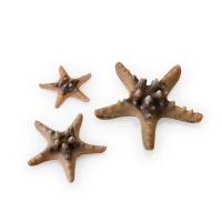 Бежевые морские звезды 3 шт. (Starfish set 3 natural) Бежевые морские звезды 3 шт. (Starfish set 3 natural)