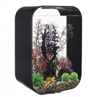 Малиновый морской веер очень высокий (Sea fan extra large crimson) Малиновый морской веер очень высокий (Sea fan extra large crimson)
