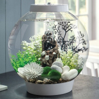 Белые ракушки на коре (Shells on bark ornament white) Белые ракушки на коре (Shells on bark ornament white)