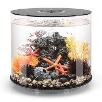 Оранжевый морской веер малый (Sea fan small orange) Оранжевый морской веер малый (Sea fan small orange)