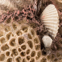 Коралловые ракушки (Coral-shells ornament neutral) Коралловые ракушки (Coral-shells ornament neutral)