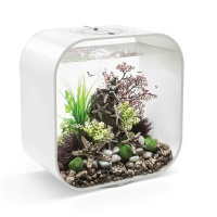 Бежевые морские звезды 3 шт. (Starfish set 3 natural) Бежевые морские звезды 3 шт. (Starfish set 3 natural)