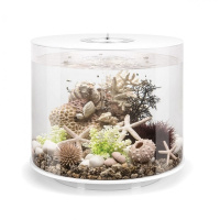 Черный морской веер малый (Sea fan small black) Черный морской веер малый (Sea fan small black)