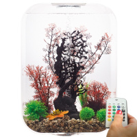 Малиновый морской веер высокий (Sea fan large crimson) Малиновый морской веер высокий (Sea fan large crimson)