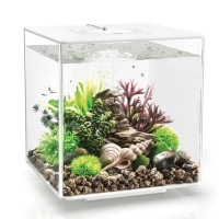 Набор морских ракушек бежевый (Sea shell set 3 natural) Набор морских ракушек бежевый (Sea shell set 3 natural)