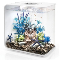 Синий морской веер малый (Sea fan small blue) Синий морской веер малый (Sea fan small blue)