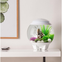 Белые ракушки на коре (Shells on bark ornament white) Белые ракушки на коре (Shells on bark ornament white)
