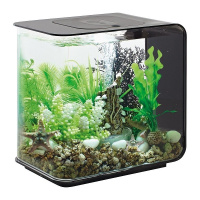 Черный морской веер средний (Sea fan medium black) Черный морской веер средний (Sea fan medium black)