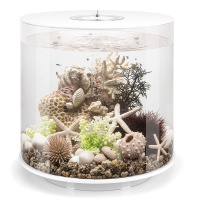 Коралловые ракушки (Coral-shells ornament neutral) Коралловые ракушки (Coral-shells ornament neutral)