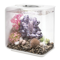 Розовый морской веер малый (Sea fan small pink) Розовый морской веер малый (Sea fan small pink)